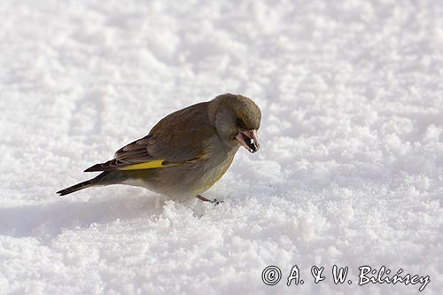 dzwoniec Carduelis chloris