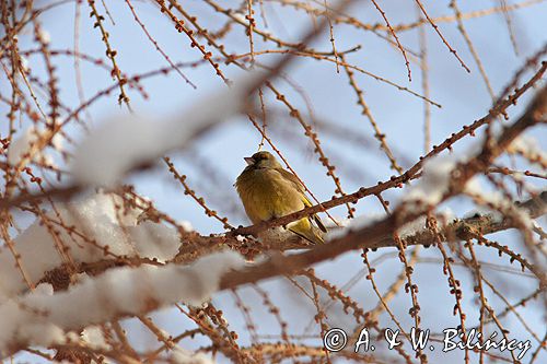 dzwoniec Carduelis chloris