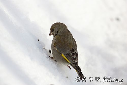 dzwoniec Carduelis chloris