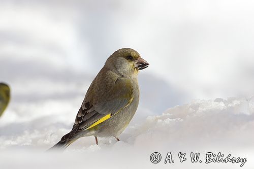 dzwoniec Carduelis chloris