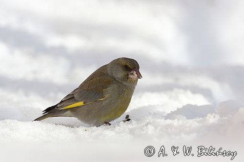 dzwoniec Carduelis chloris