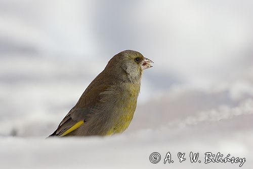 dzwoniec Carduelis chloris