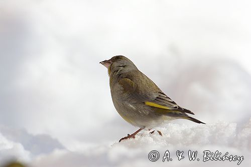 dzwoniec Carduelis chloris