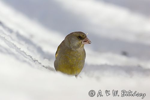 dzwoniec Carduelis chloris