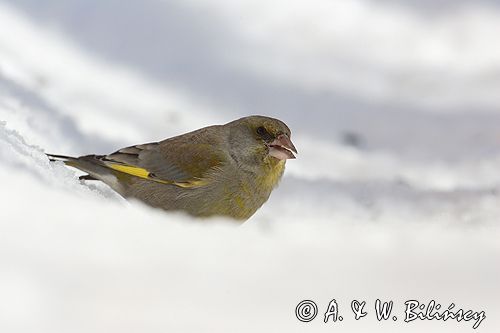 dzwoniec Carduelis chloris