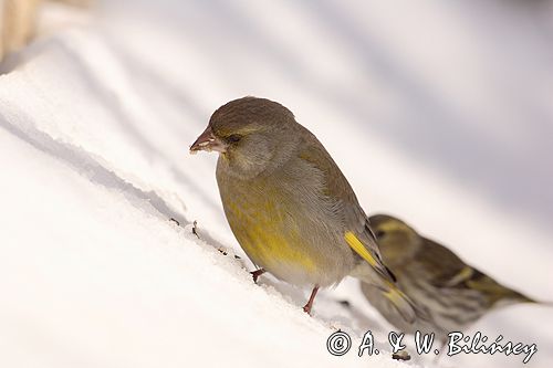 dzwoniec Carduelis chloris