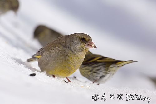 dzwoniec Carduelis chloris