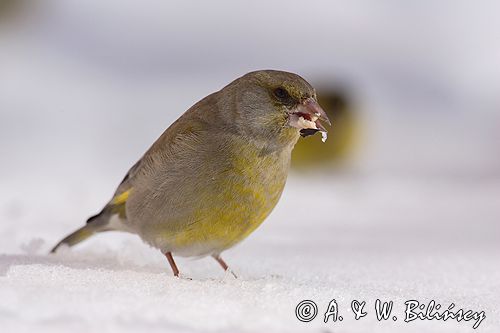 dzwoniec Carduelis chloris