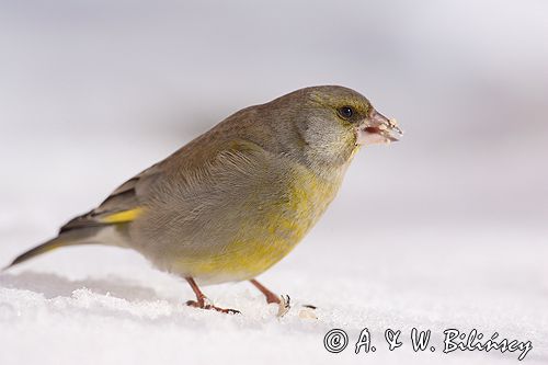 dzwoniec Carduelis chloris