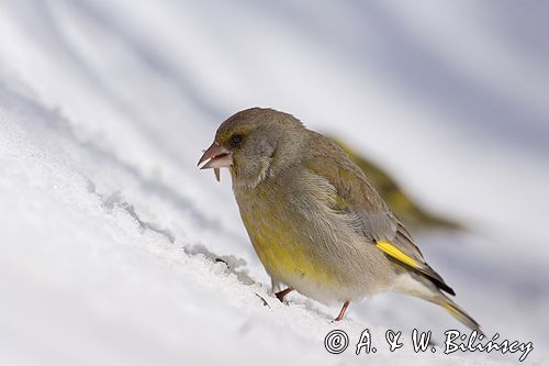 dzwoniec Carduelis chloris