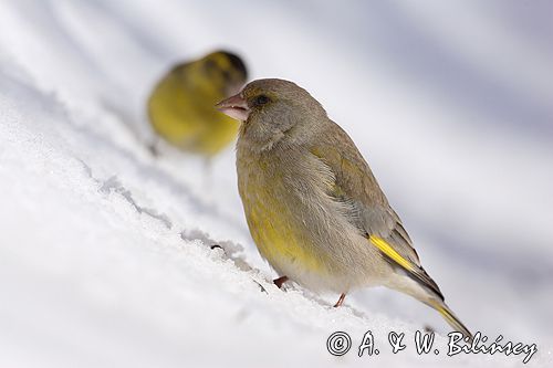 dzwoniec Carduelis chloris