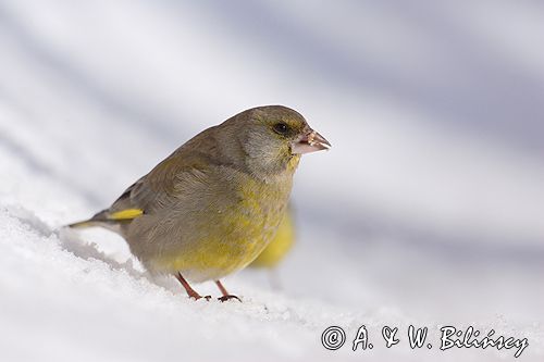 dzwoniec Carduelis chloris