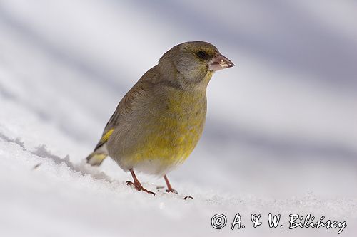 dzwoniec Carduelis chloris