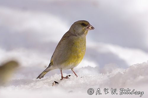 dzwoniec Carduelis chloris