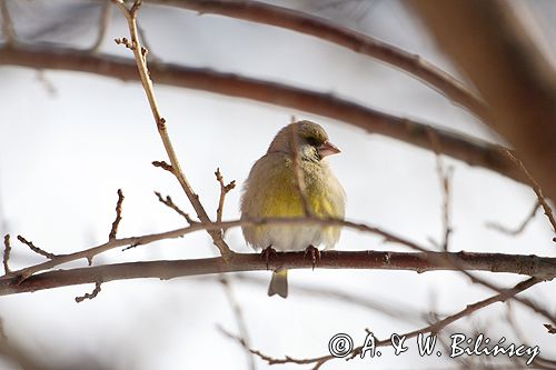 dzwoniec Carduelis chloris