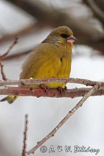 dzwoniec Carduelis chloris