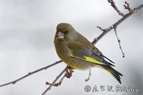 dzwoniec Carduelis chloris