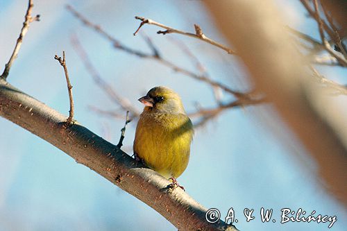 dzwoniec Carduelis chloris