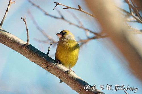 dzwoniec Carduelis chloris