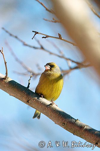 dzwoniec Carduelis chloris