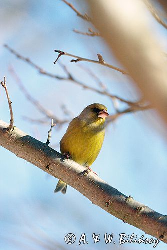 dzwoniec Carduelis chloris