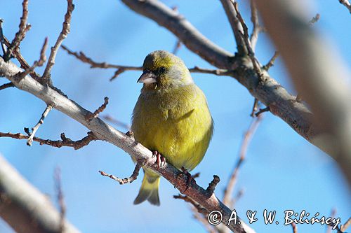 dzwoniec Carduelis chloris