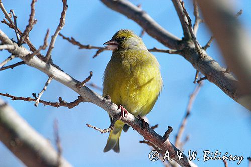 dzwoniec Carduelis chloris