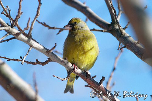 dzwoniec Carduelis chloris