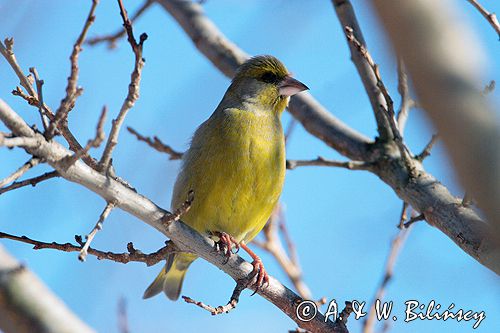 dzwoniec Carduelis chloris