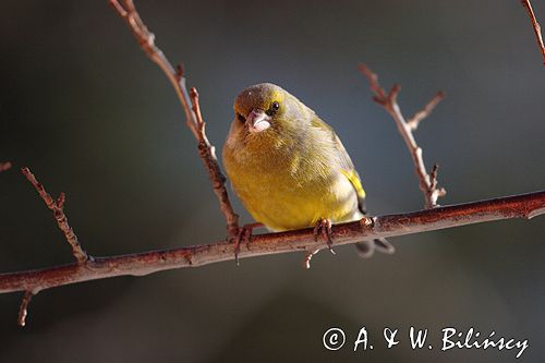 dzwoniec Carduelis chloris