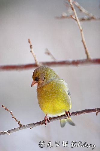 dzwoniec Carduelis chloris