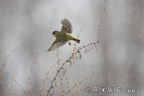 dzwoniec Carduelis chloris