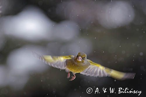 dzwoniec Carduelis chloris