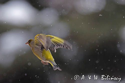 dzwoniec Carduelis chloris