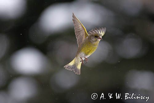 dzwoniec Carduelis chloris