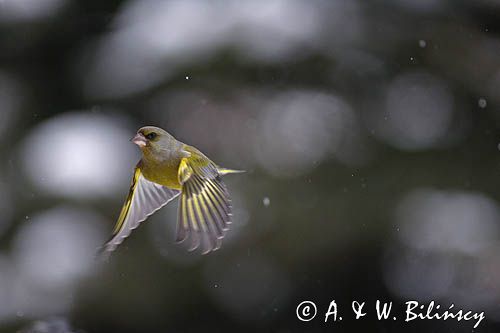 dzwoniec Carduelis chloris