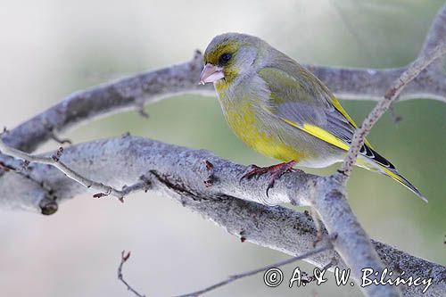 dzwoniec Carduelis chloris