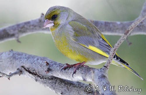 dzwoniec Carduelis chloris