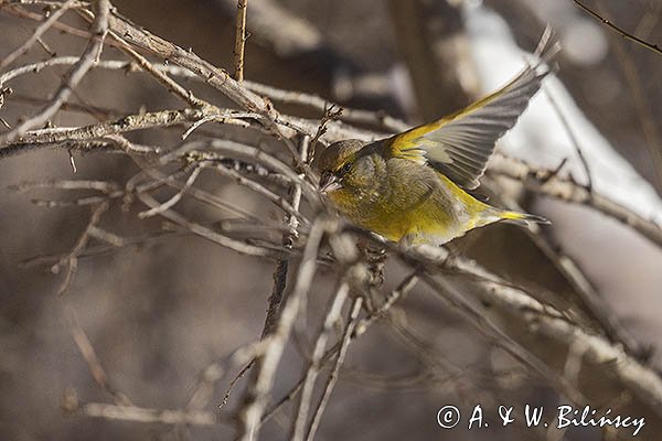 Dzwoniec Carduelis chloris