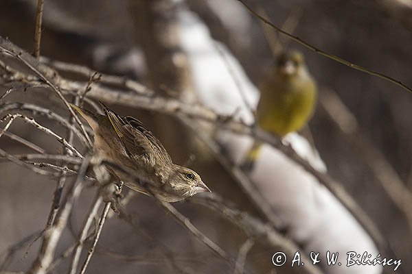 Dzwoniec Carduelis chloris