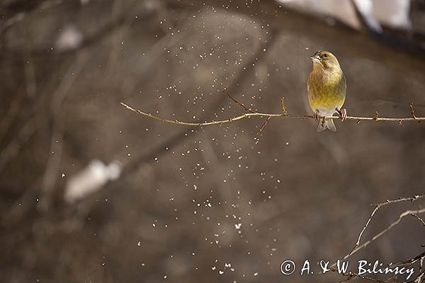 Dzwoniec Carduelis chloris