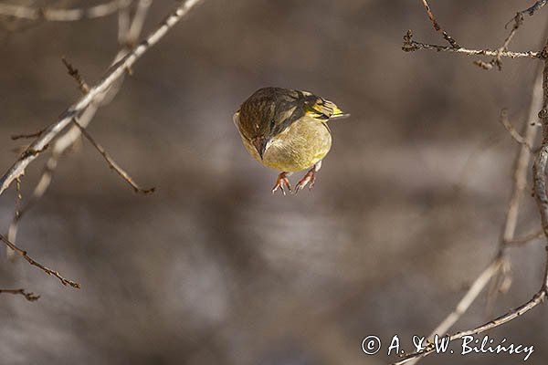 Dzwoniec Carduelis chloris