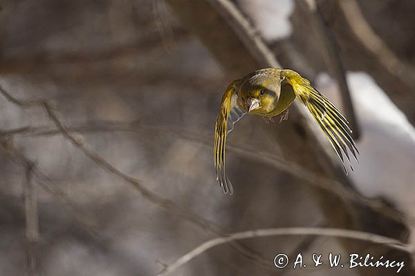 Dzwoniec Carduelis chloris