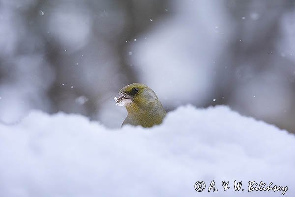 Dzwoniec, Carduelis chloris