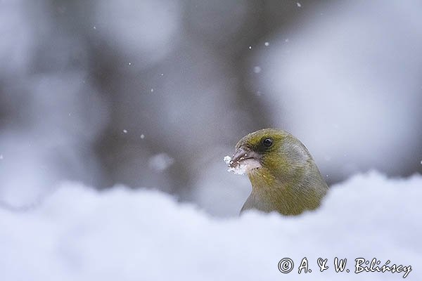 Dzwoniec, Carduelis chloris