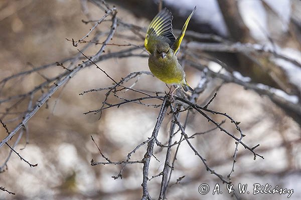 Dzwoniec Carduelis chloris