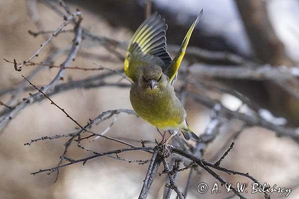 Dzwoniec Carduelis chloris