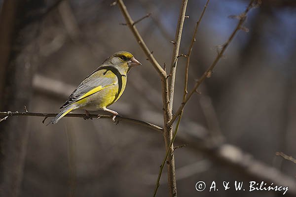 Dzwoniec Carduelis chloris