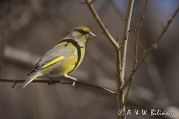 Dzwoniec Carduelis chloris