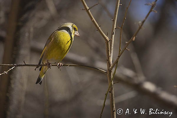 Dzwoniec, Carduelis chloris